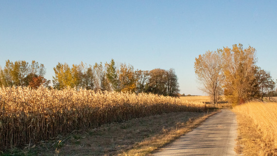 A paved path stretches past gold tallgrass and fall trees.