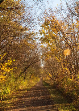 A paved path leads between dark golden trees. 