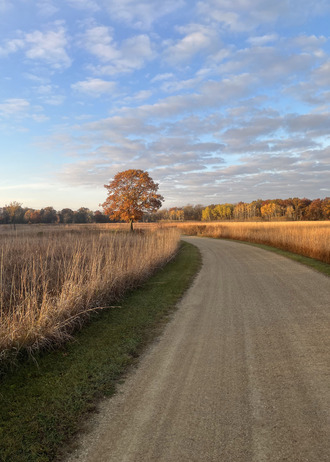 A gravel road winds around a lone oak tree on a fall day. 