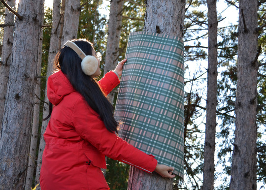 A person holds up wrapping paper, attempting to wrap it around a pine tree.