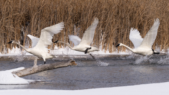 Three swans take flight from a partially icy lake. 