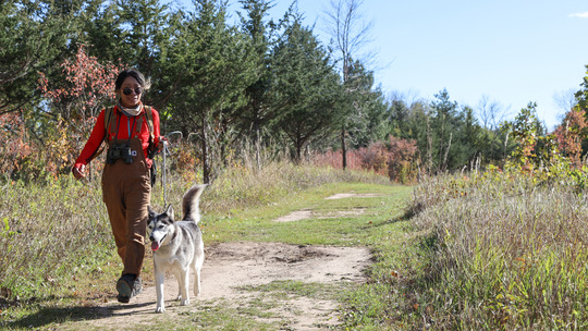 A person walks their dog along a path next to a stand of pine trees. 