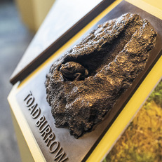 A display features a bronze, touchable replication of a toad sitting in a den. 