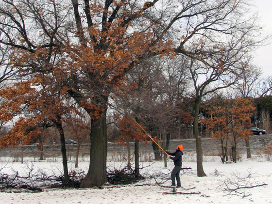 Pruning oak