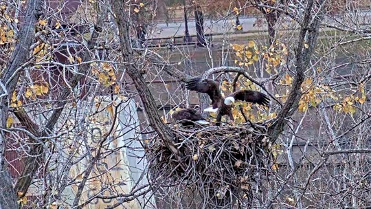 eagles in a nest 