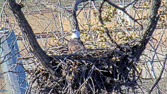 bald eagle in a nest