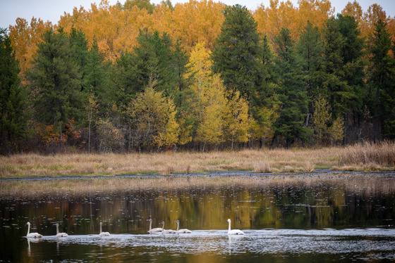 A lake in a heritage forest with white birds swimming on the water's surface