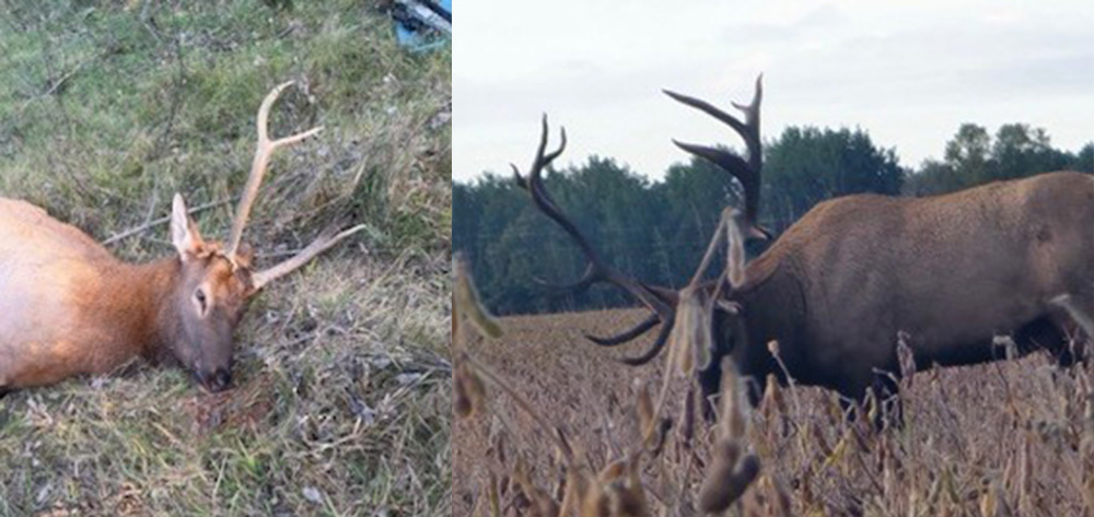 two elk in two photos, on left a harvested bull elk and at right a bigger bull elk in soybeans