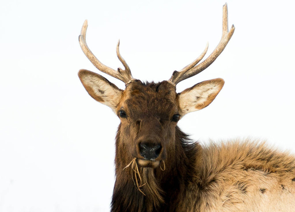 a bull elk with grass in its mouth