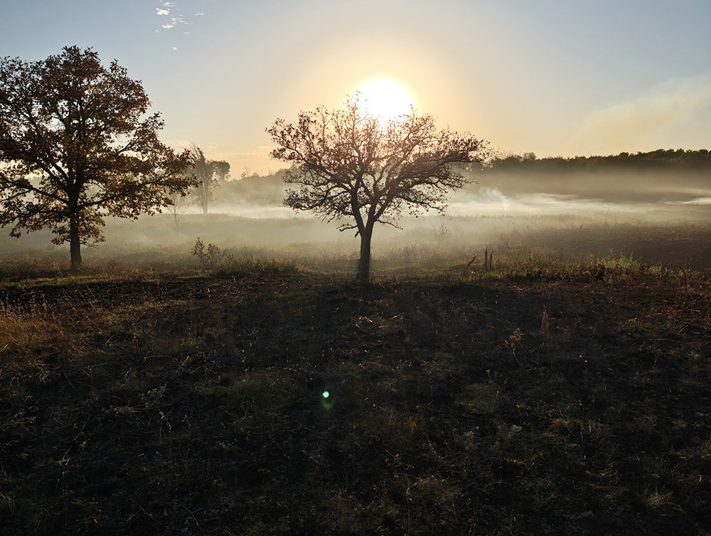 burnt ground and oak trees standing with the sun shining through