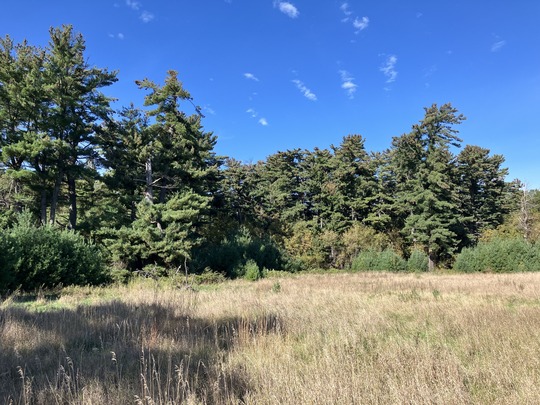 Forest at Boot Lake SNA