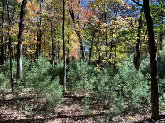 White pine regeneration