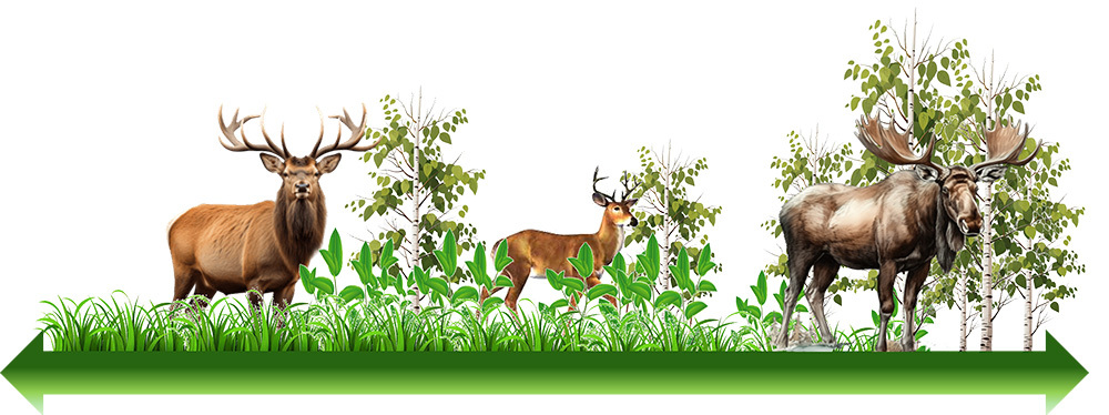 an elk, white-tailed deer and moose amongst the plants they would graze or browse on