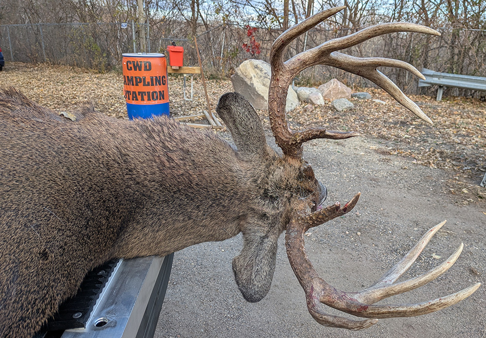 large buck on a tailgate with CWD testing station in writing on a barrel behind the buck