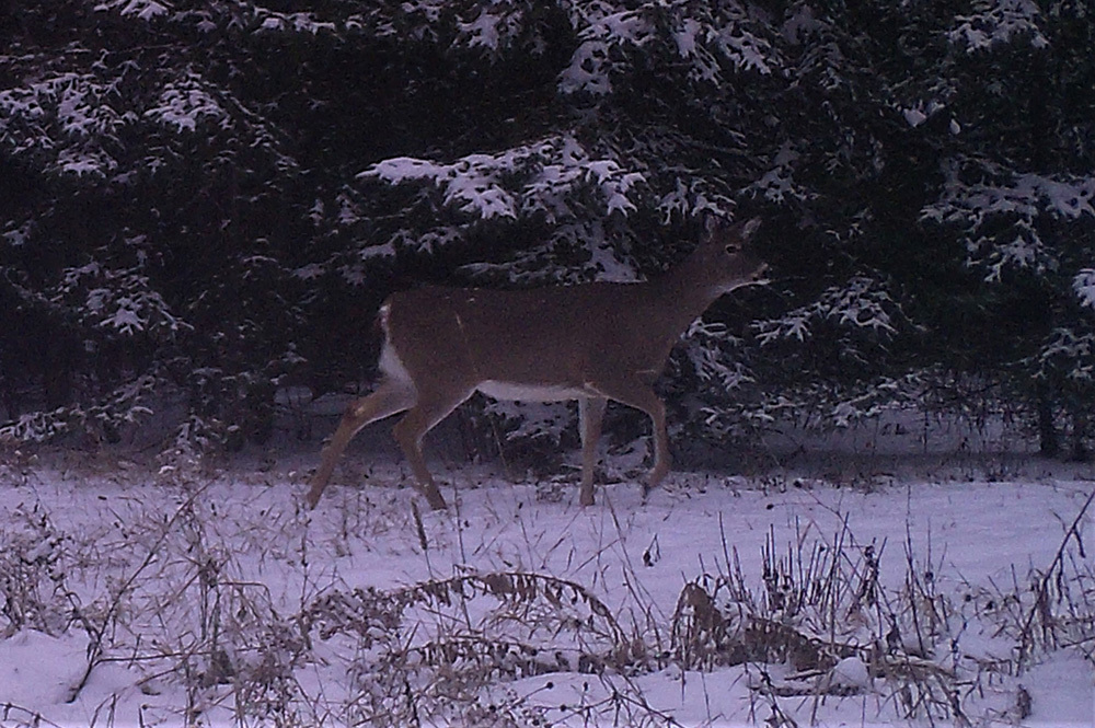 a doe walking in snow near pine trees in dim light
