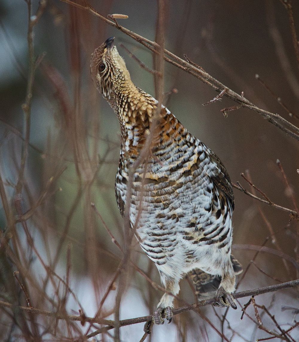 a ruffed grouse about to eat a catkin