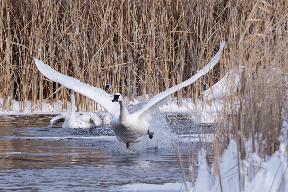 trumpeter swan taking off toward the viewer with others on the water in a snowy wetland scene