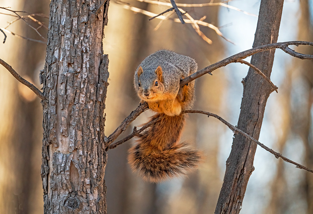 large squirrel perched on a branch