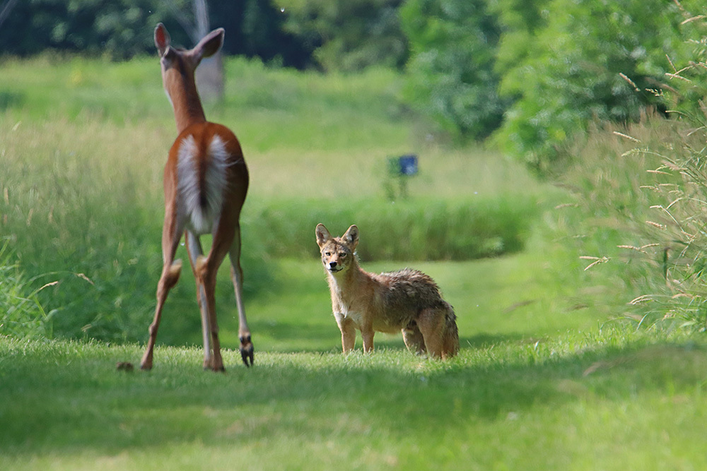 coyote eyeing a deer on a mowed trail with the deer about to flee