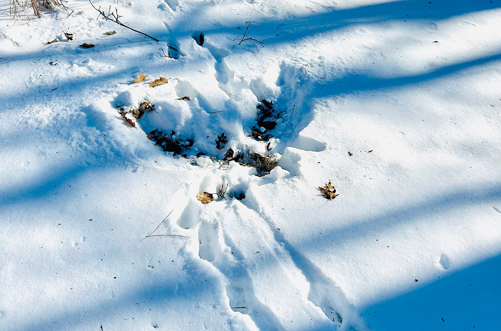 snow imprint of a bird of prey with wings outstretched
