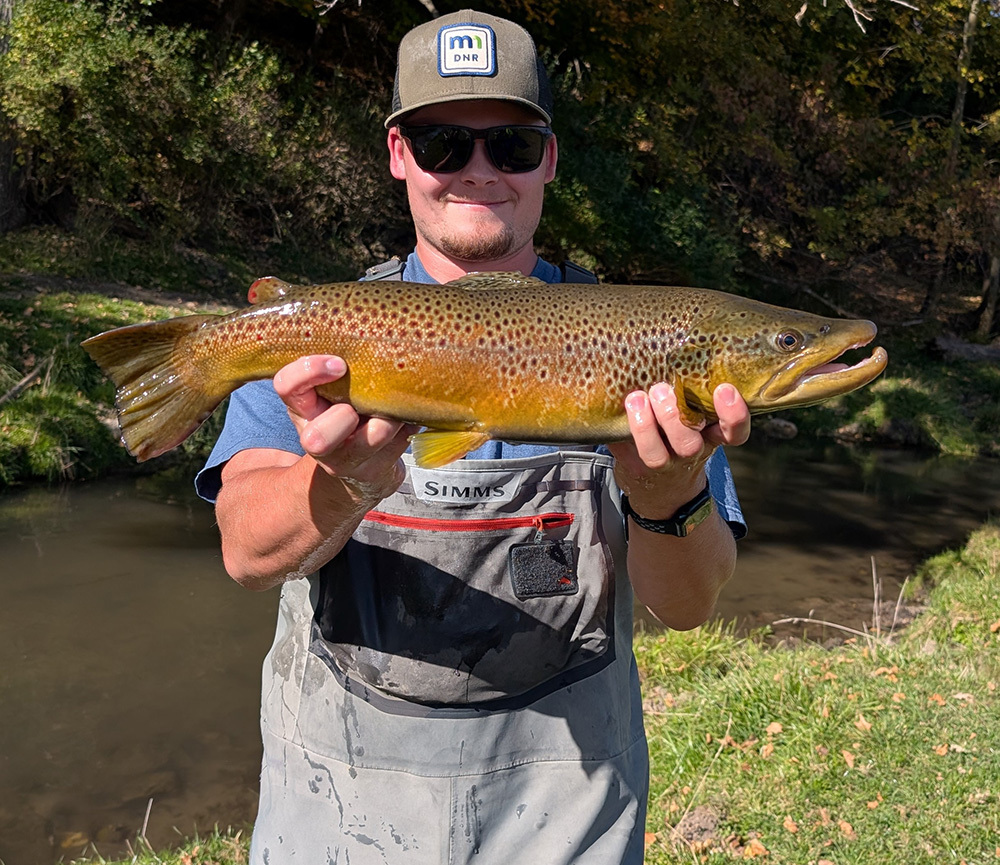 a DNR Fisheries intern holding a large brown trout during a stream survey