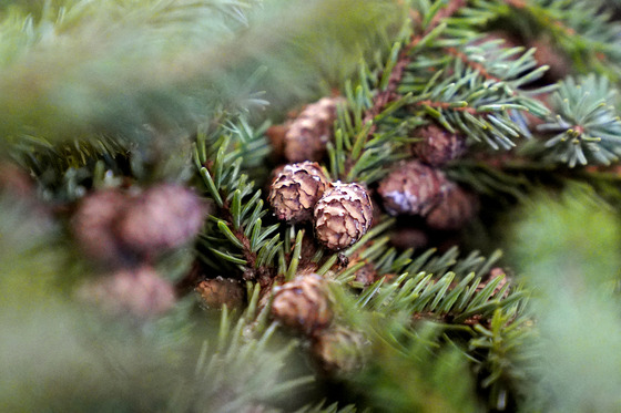 Black spruce cones in a nest of evergreen needles