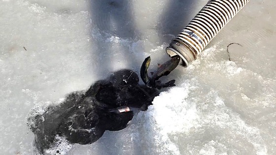 Trout coming out of a tube into a hole in the ice