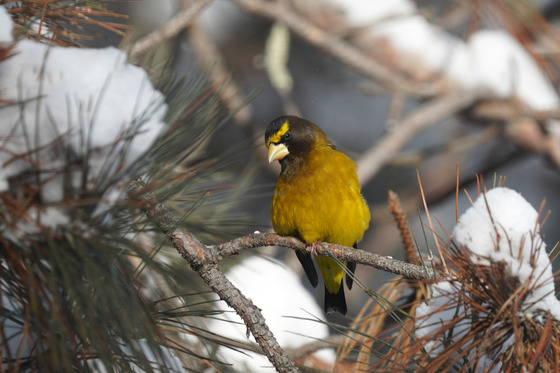 An evening grosbeak in red pine