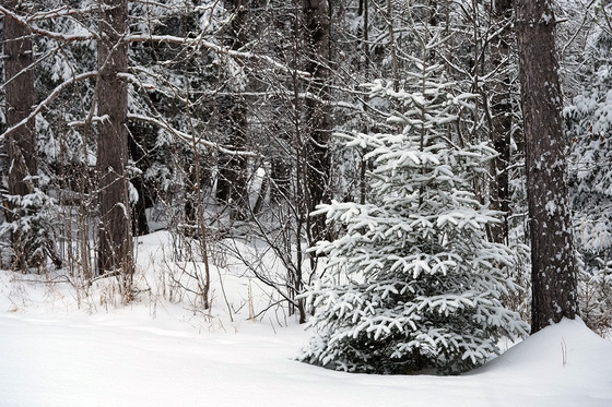 A conifer tree covered in snow