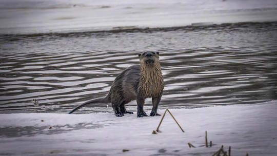 An otter stares up at the camera from an icy shoreline. 