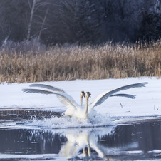 Two swans swoop into the water along an icy waterway.