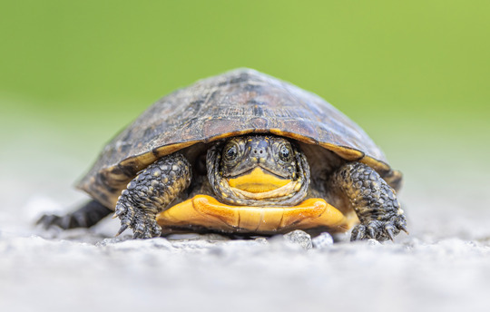 blanding's turtle
