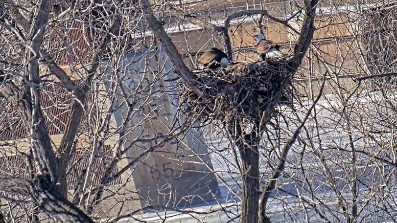 eagle pair in nest