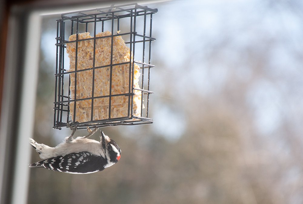 a downy woodpecker at a suet feeder in winter