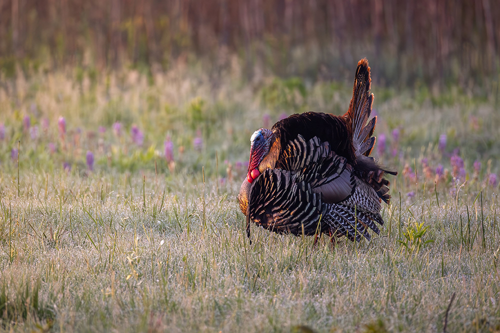 a wild tom turkey