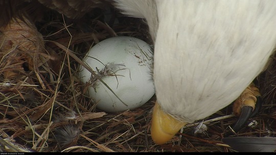 Old photo on a bald eagle tending to their egg