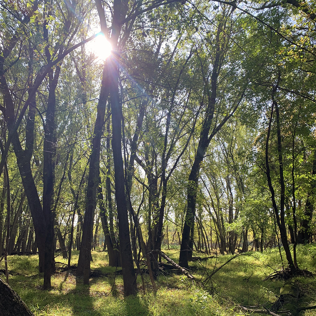 Chamberlain Woods SNA floodplain forest