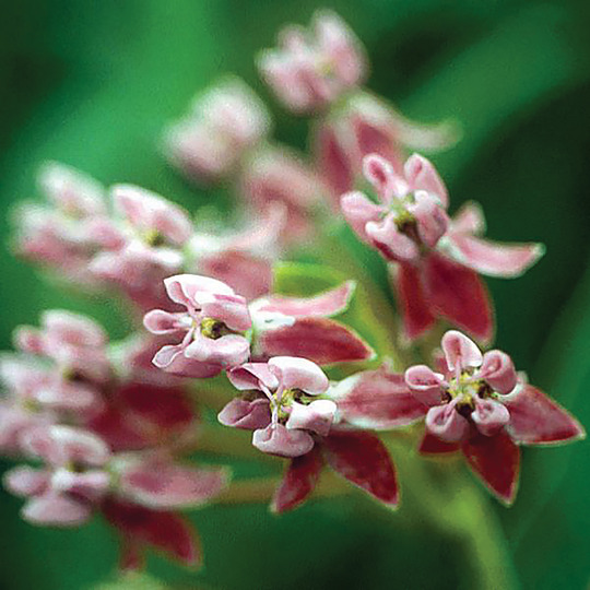 Sullivant's milkweed