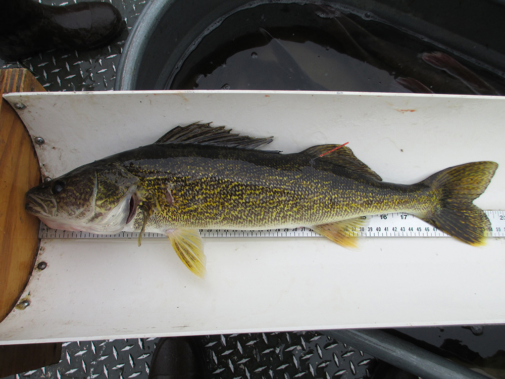 walleye being measured and it has a tag on it