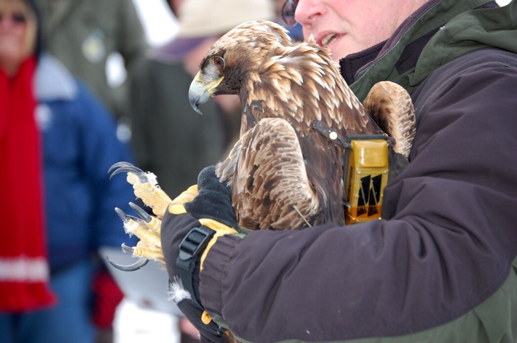 A research scientist releasing a golden eagle at camp Ripley. 