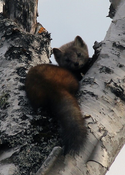 A pine marten in a tree. 