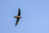 A chimney swift mid-flight. 
