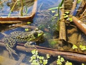 A mink frog in the water. 