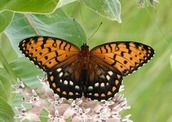 A regal fritillary on a flower. 