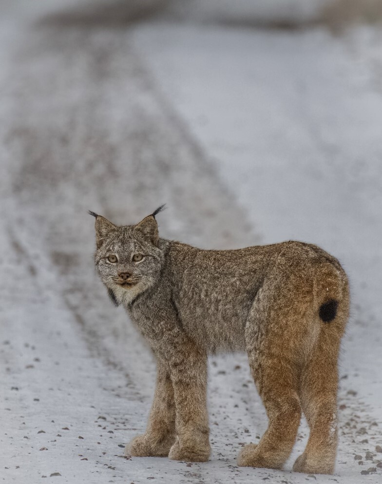 A Canadian lynx on the road. 