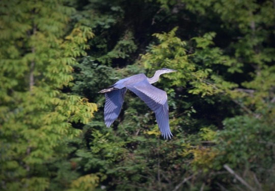 A great blue heron flying through the sky. 