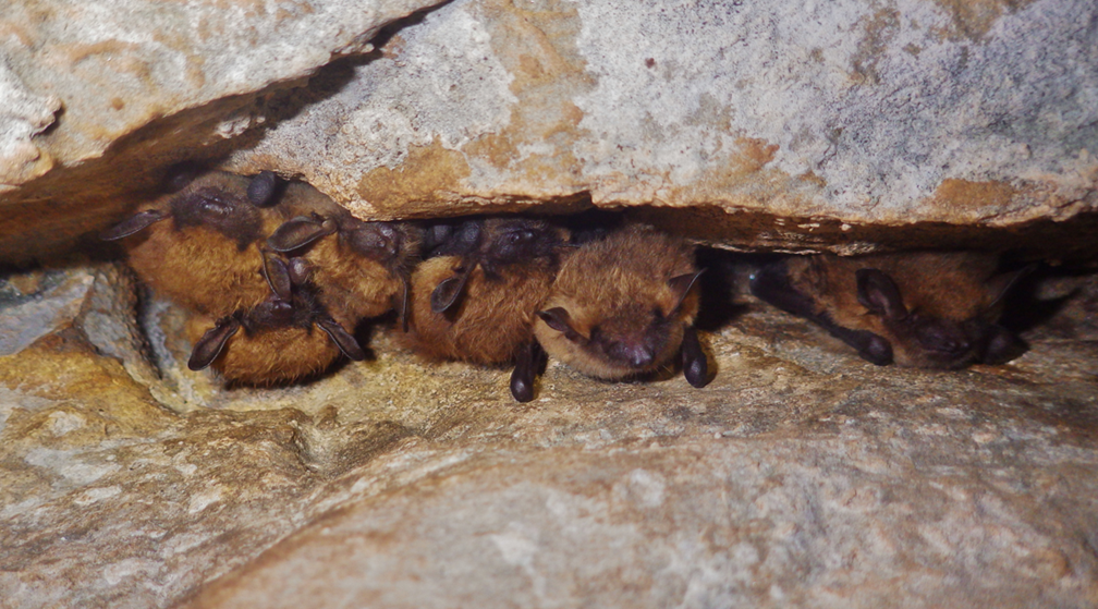 Multiple brown bats in a cave. 