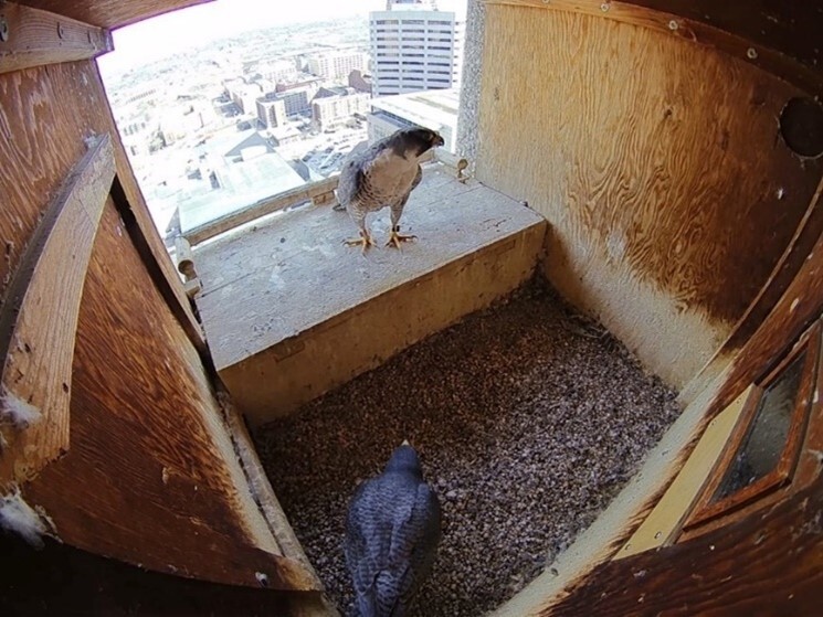 Two peregrine falcons in the nest box. 