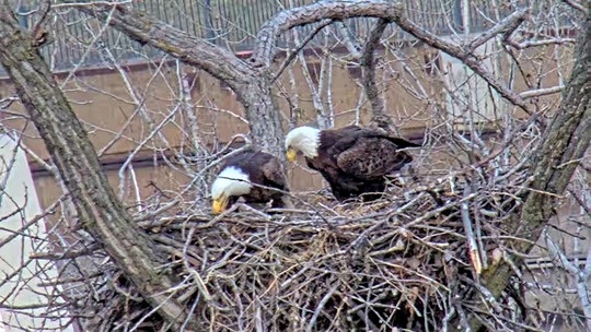 The eagle pair in the nest, looking down at a chick.
