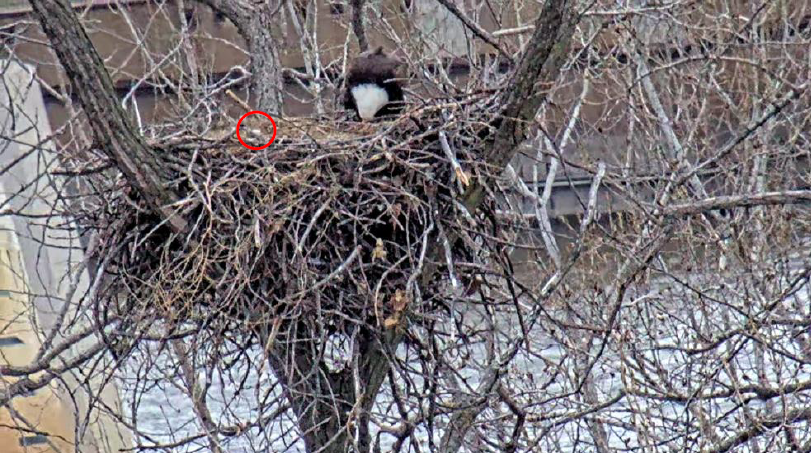 An eagle chick in the nest accompanied by a parent. 
